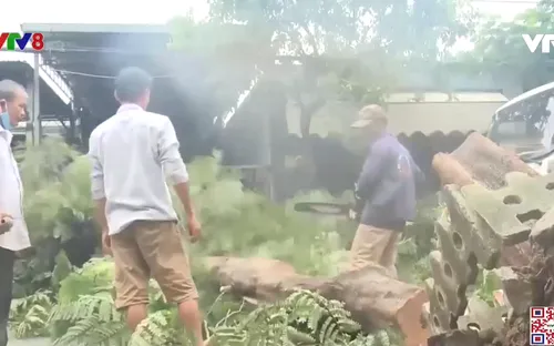 Đà Nẵng khắc phục cây ngã đổ sau mưa lớn