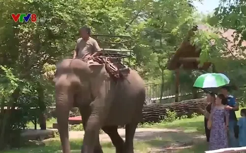 Đắk Lắk: Xây dựng sản phẩm "Du lịch thân thiện với voi"