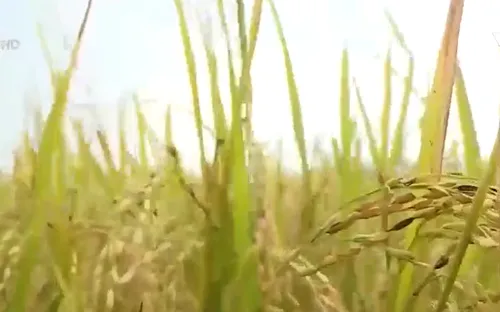 Quảng Bình: Thu hoạch xong lúa Hè - Thu