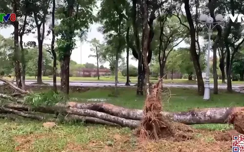 Thừa Thiên - Huế: Nhiều cây xanh ngã đổ do cơn bão số 5