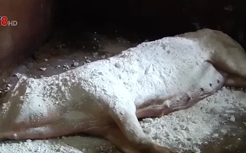 Dịch tả lợn châu Phi bùng phát tại Nghệ An