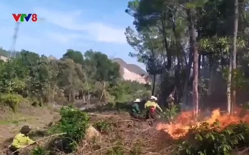 Liên tiếp xảy ra cháy rừng do nắng nóng tăng cao