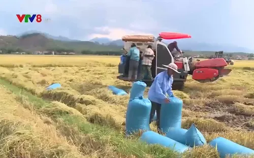 Nam Trung bộ được mùa vụ lúa Hè Thu