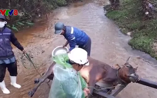 Yêu cầu Thừa Thiên - Huế làm rõ nguyên nhân trâu bò chết rét nhiều