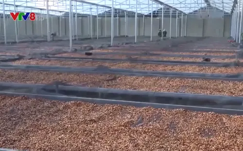 Kon Tum: Hợp tác xã đẩy mạnh phát triển nông nghiệp hữu cơ