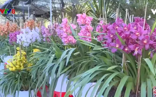 Thời tiết lạnh hoa vụ Tết ở Đà Lạt phát triển chậm