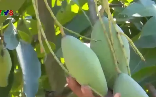 Đắk Lắk: Trợ lực cho kinh tế tập thể phát triển