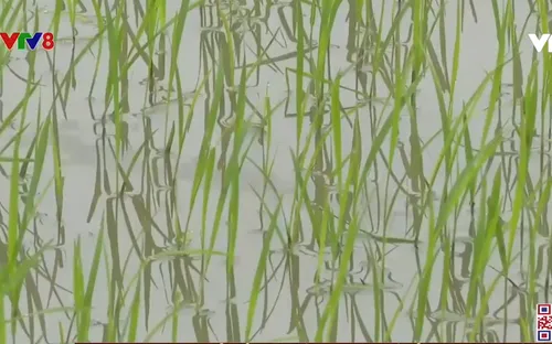 Đà Nẵng vụ mùa gặp khó khăn do thời tiết lạnh rét