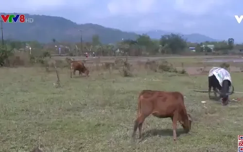 Làm rõ nguyên nhân gia súc chết rét hàng loạt