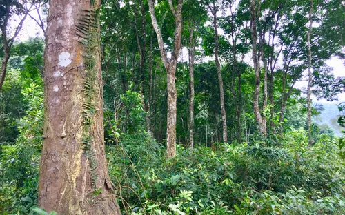 Việt Nam có thể bán 57 triệu tín chỉ carbon ra thế giới mỗi năm