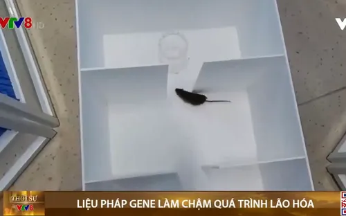 Trung Quốc: Phát triển liệu pháp gene làm chậm quá trình lão hóa