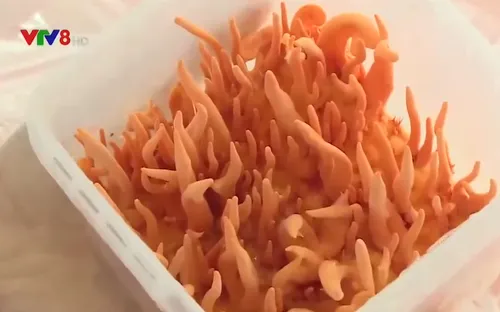 Khởi nghiệp từ nuôi nấm Đông trùng hạ thảo