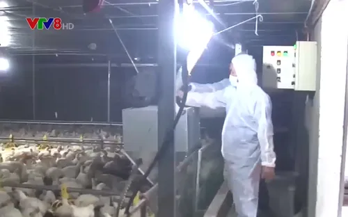 Đắk Lắk: Ngành chăn nuôi nổ lực vượt khó