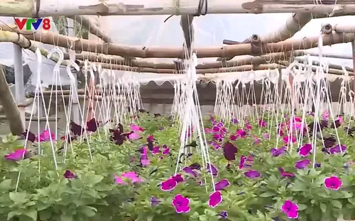 Người dân vùng lũ trồng hoa phục vụ Tết