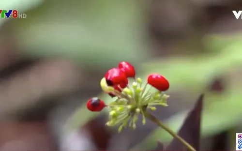 Cảnh giác với loại hạt và củ giống như Sâm Ngọc Linh