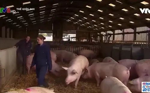 Anh: Khoảng 70.000 con lợn có thể bị tiêu hủy do thiếu nhân công