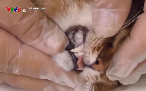 Phát hiện loài mèo mới