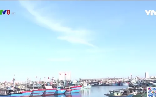 Thiếu lao động đi biển, hàng chục ngàn tàu cá phải nằm bờ