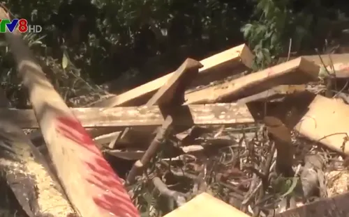 Quảng Nam: Rừng phòng hộ tiếp tục bị triệt hạ