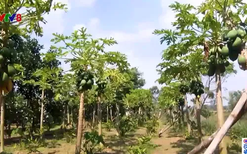 Quảng Nam có xã Nông thôn mới kiểu mẫu đầu tiên