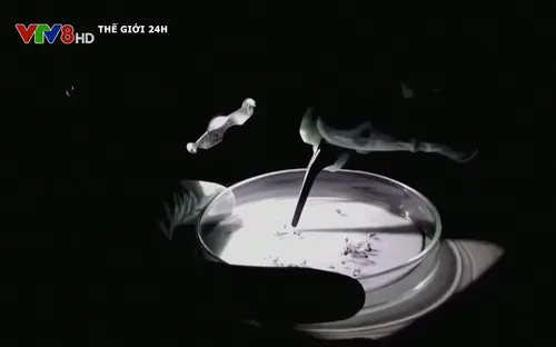 Indonesia gây giống muỗi chống sốt xuất huyết