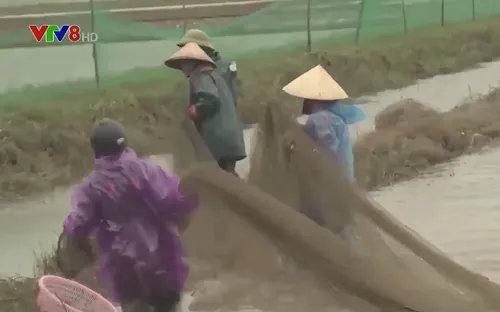 Hiệu quả từ mô hình nuôi cá vụ ba tại Quảng Bình