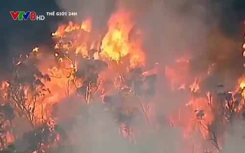 Giới Khoa học đi tìm nguyên nhân gây cháy rừng tồi tệ ở miền Tây nước Mỹ