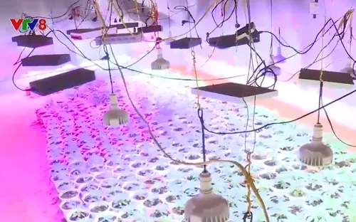 Truy nã đối tượng trồng và mua bán cần sa lớn nhất Đắk Lắk