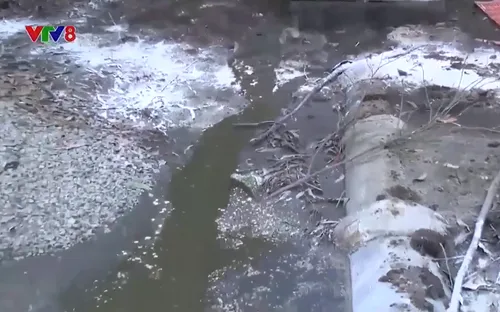 Thừa Thiên Huế: Người dân bức xúc vì trang trại nuôi lợn ô nhiễm