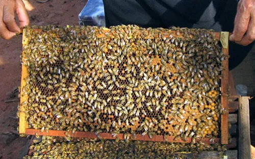 Từ vụ mật ong Việt bị Mỹ điều tra phá giá: Tránh tập trung vào 1 thị trường