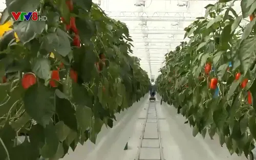 Giá rau củ tại Trung Quốc tăng mạnh