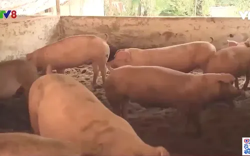 Hiệu quả mô hình nuôi lợn hữu cơ ở Quảng Bình