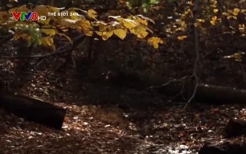 Biến đổi khí hậu làm thay màu mùa Thu