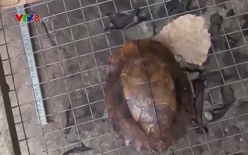 Đà Nẵng giải cứu các cá thể động vật quý hiếm sắp lên bàn nhậu