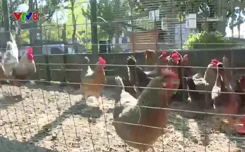 Bùng phát dịch cúm gia cầm lớn nhất từ trước đến nay tại Anh