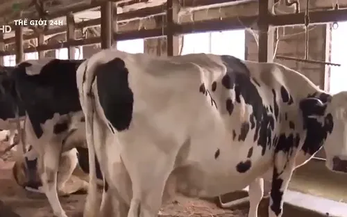 Nhật Bản: Nguy cơ bỏ 10 nghìn tấn sữa mỗi ngày