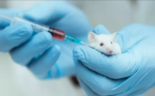 Vaccine “cải lão hoàn đồng” đã thành công trên chuột, người có dùng được không?