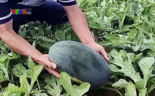 Nông dân trồng dưa Tây Nguyên có nguy cơ trắng tay
