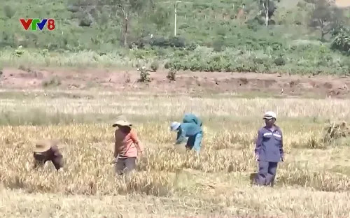 Tình người trong hoạn nạn