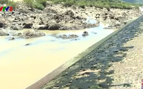 Phú Yên - khô hạn ảnh hường tới lúa đông xuân