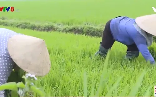 Quảng Trị triển khai sản xuất nông nghiệp đầu năm