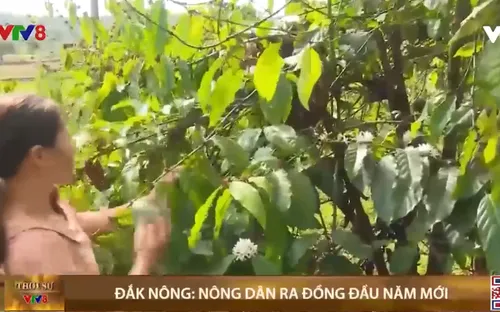 Đắk Nông: Nông dân ra đồng đầu năm mới