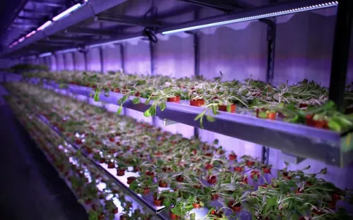 Nở rộ xu hướng đầu tư vào trang trại trong nhà