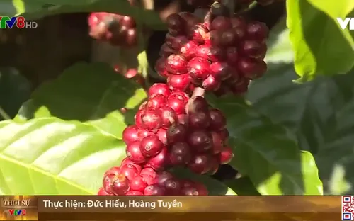 Đắk Lắk gặp khó trong tái canh cà phê