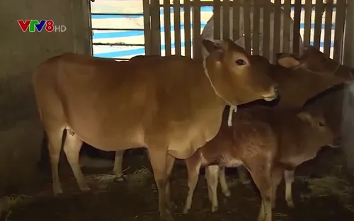 Khó khống chế bệnh viêm da nổi cục ở trâu bò