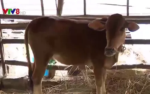 Bùng phát dịch lở mồm long móng tại Quảng Ngãi