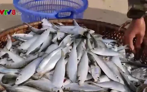Ngư dân Quảng Trị được mùa cá trích