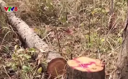 Gia Lai: Ngăn chặn kịp thời một vụ phá rừng quy mô lớn