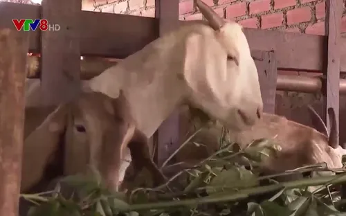 Đắk Nông: Hiệu quả từ mô hình nuôi dê nông hộ