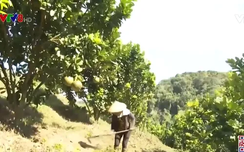 Kon Tum: Phát triển sản phẩm nông nghiệp gắn với thế mạnh địa phương